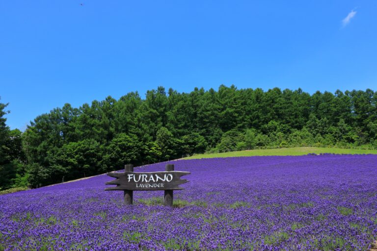 富良野市